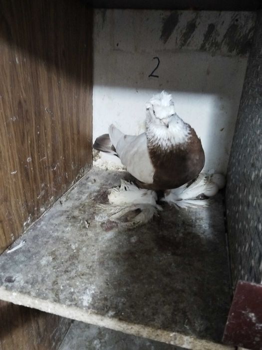 Продам голубей...