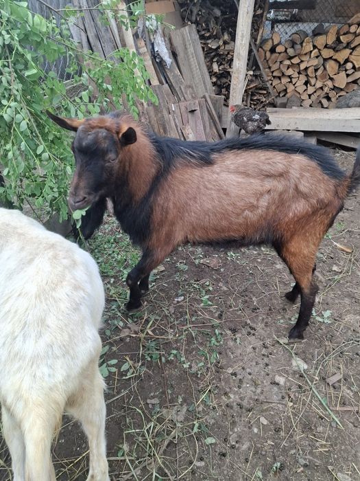 Vând țap de rasă Alpin Francez. 1500 RON  Negociabil