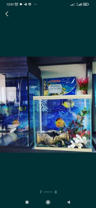 Аквариум в Афалине.навои торайгырова