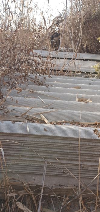 Шйфер азбесковй таза