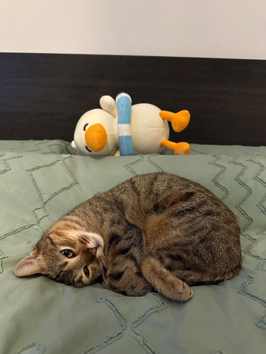 Pisicuță pentru adoptie