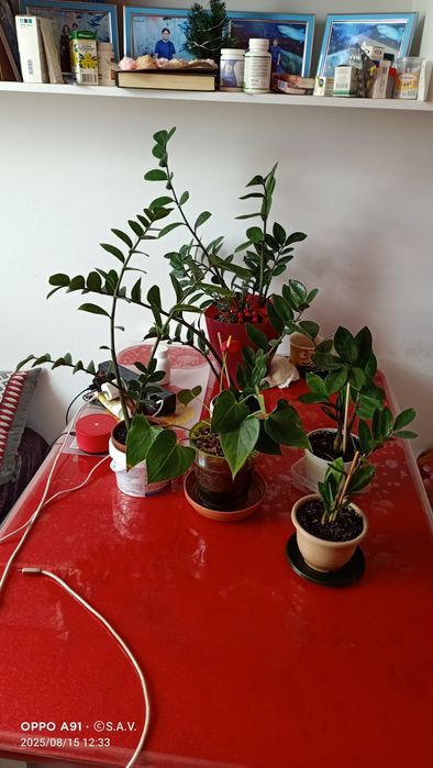 Дорогие друзья! Продаю свои любимые цветы.