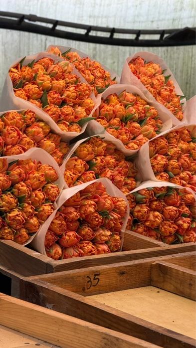 Беллорусские тюльпаны