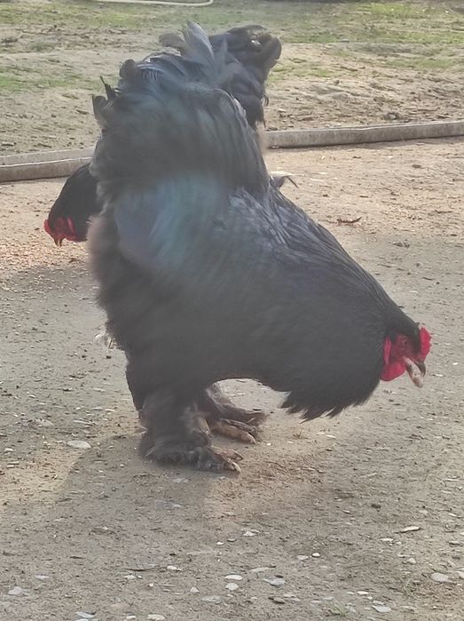 Продает чёрный брама