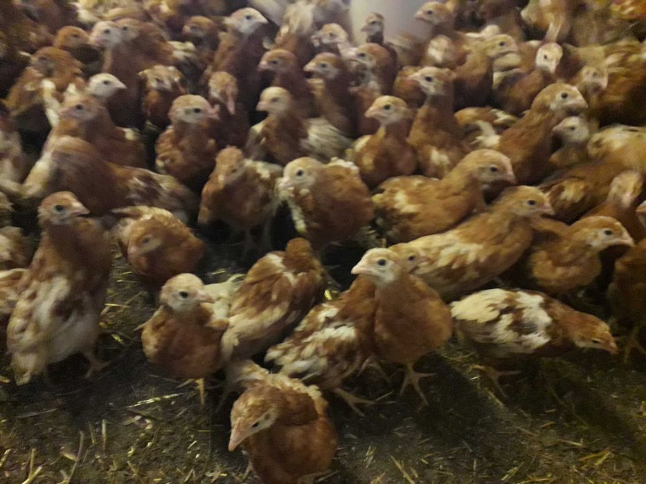 vindem : pui de curcan,puicute ouatoare,pui carne