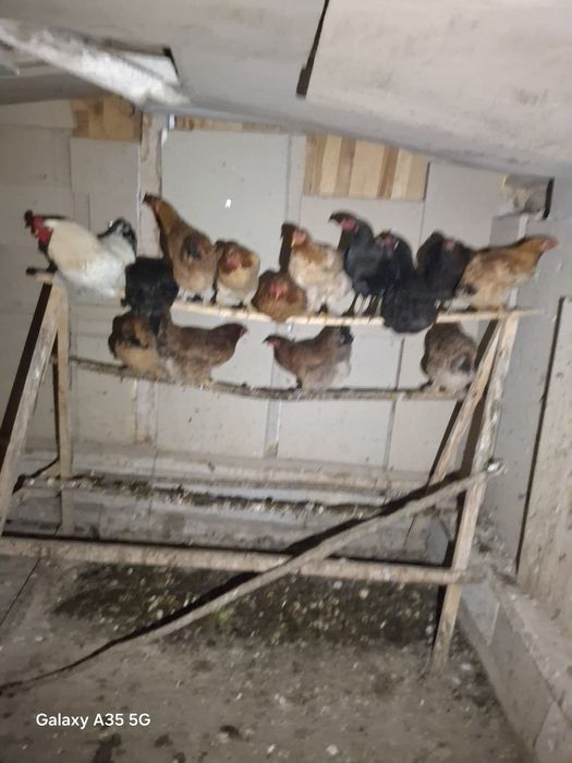 Тауык пен ҚОРАЗ бәрі  сатылады