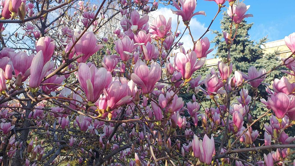 Nuci altoiti certificati.Smochini/KAki/rodiu.Afini.Livrare ro