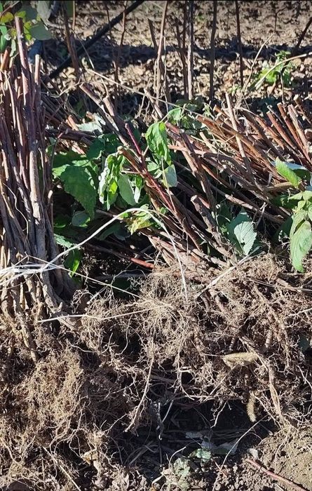 Продавам разсад малини