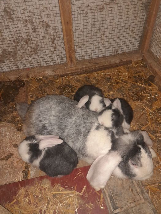 Декаратив куйончалар болалари сотувда  панда галанд