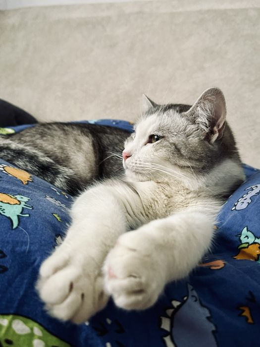 Отдам кота в добрые руки .