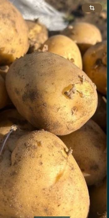 Доставка картофеля