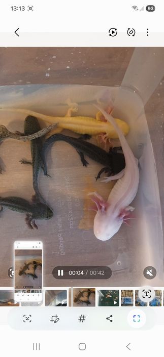 6 Axoloti, diferite morphuri