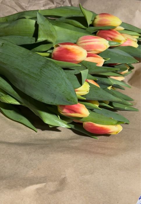 Оптом тюльпаны, тюльпаны галланские оптом и в розницу,