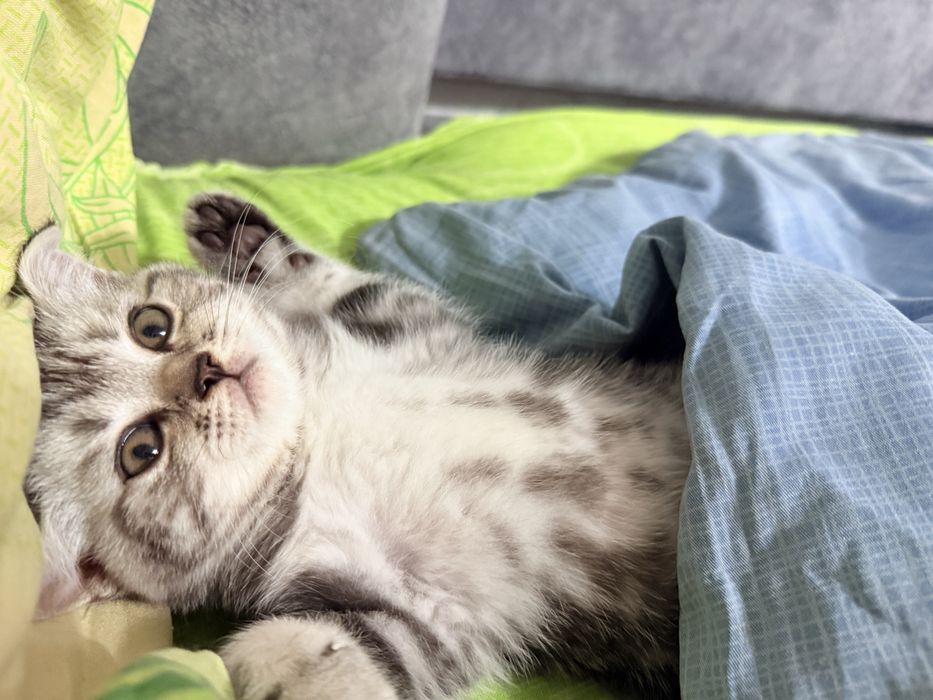 Британский котенок