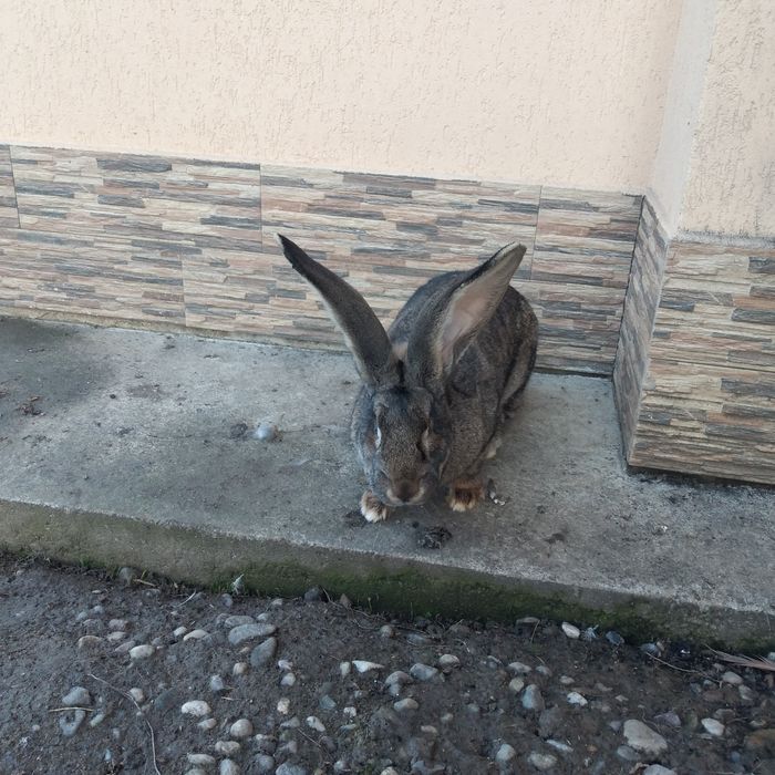 Vînd o femelă și un mascul uriaș german gri