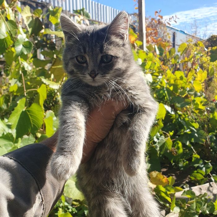 Котята ищут свой дом
