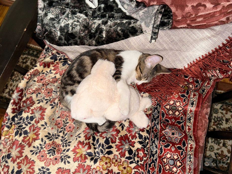 Пропала кошечка Мия