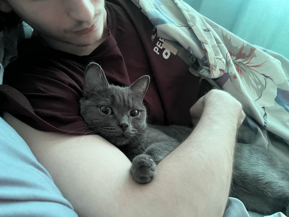 Кошка в добрые руки!