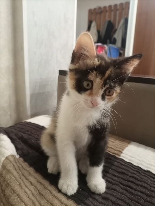 Отдам кошечку в добрые руки