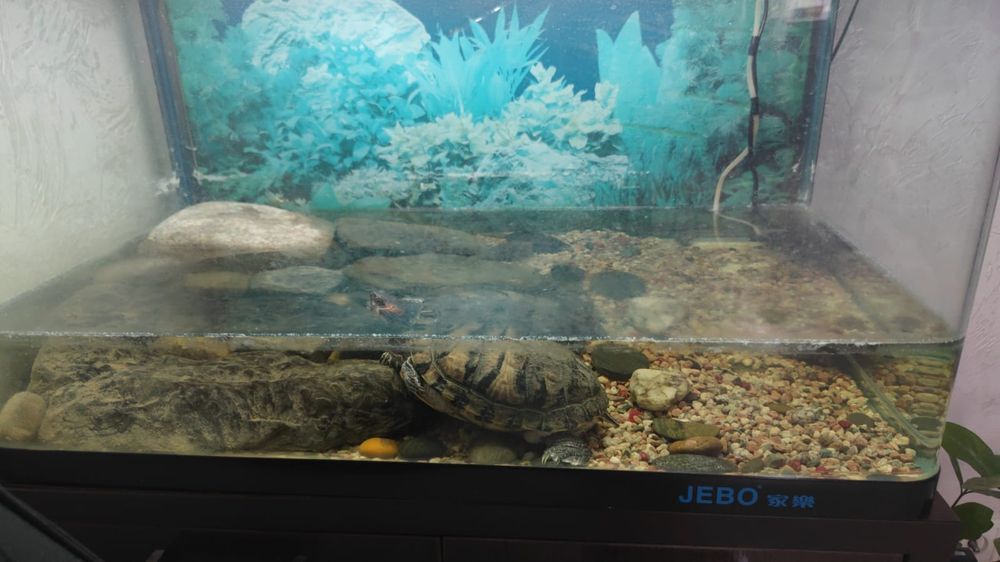 Продам аквариум с черепахой