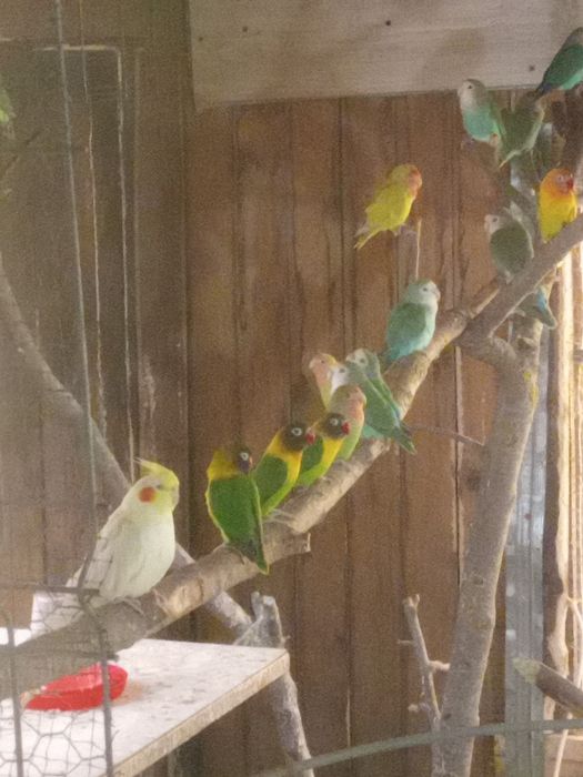 Pui de papagal agapornis