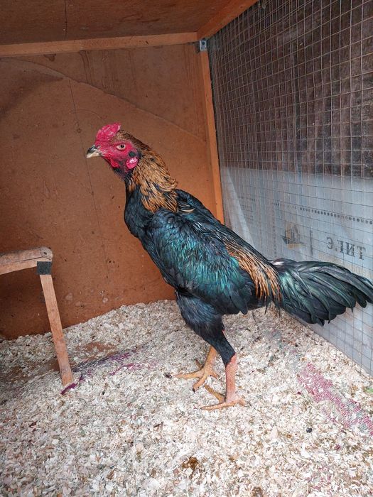 Dakan xo'roz privaznoy