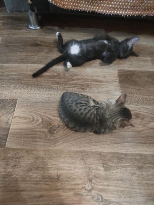 Продам котят породы сфинкс