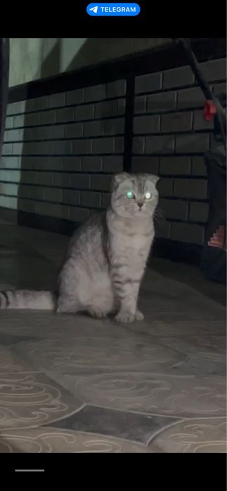 Scotish fold девушка латок знает очень ласковая