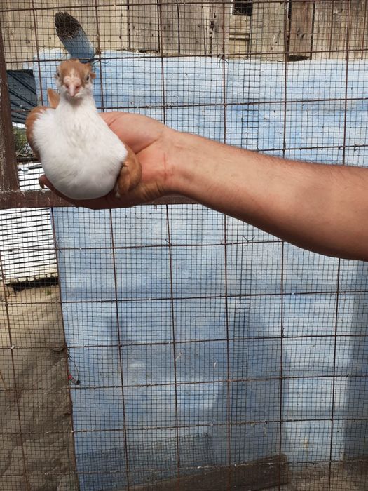 Jucatori galateni,baltati pe galben si pe rosu motati