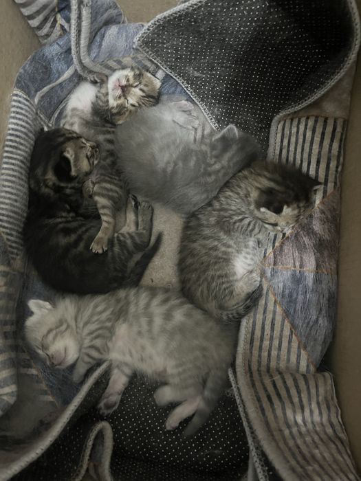Котенки шотландские