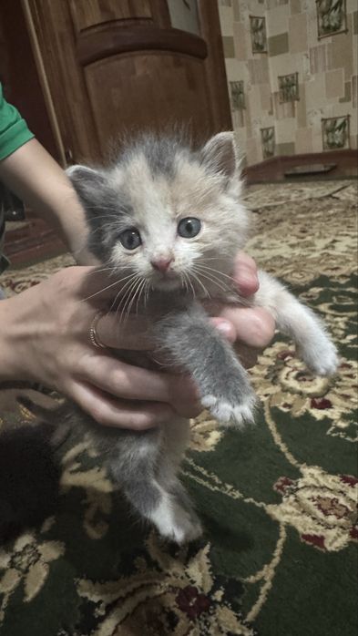 Пародистое красивые кошки