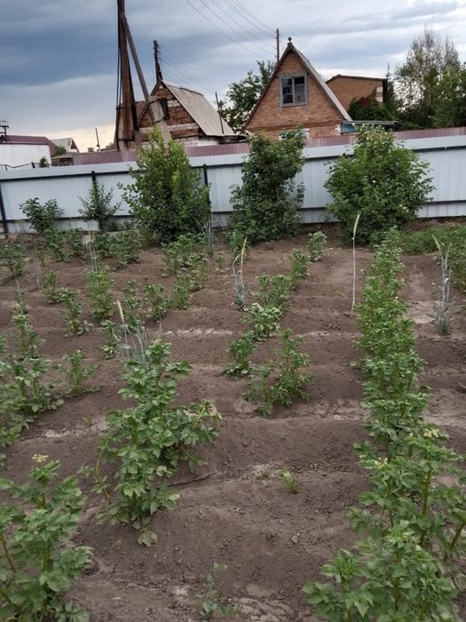 Продам дачу с.о Родничнк