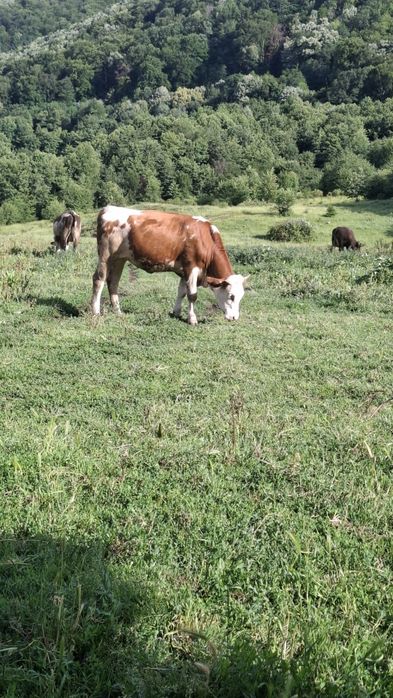 Vând juninca baltata românească de 1 an  și 4 luni  din vaca bună de lapte