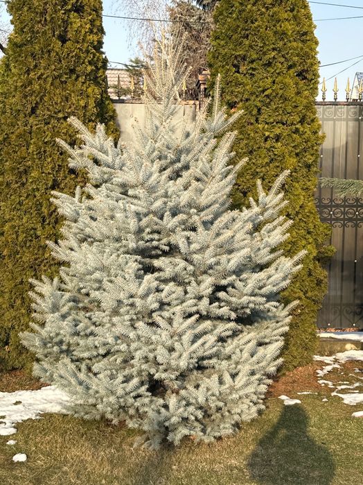 Голубая ель сорта Hoopsii