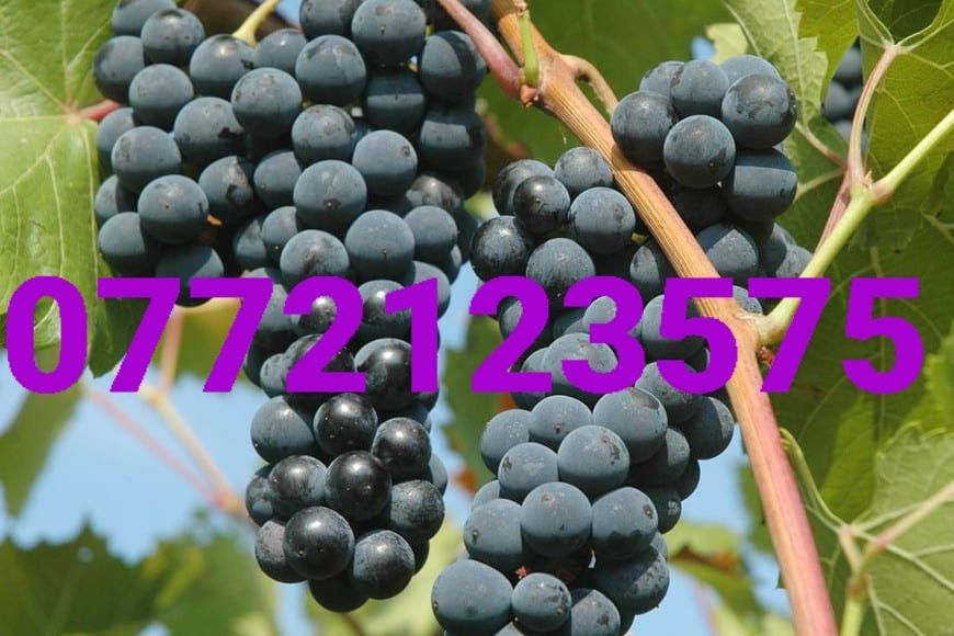 Butasi vita de vie hibrid