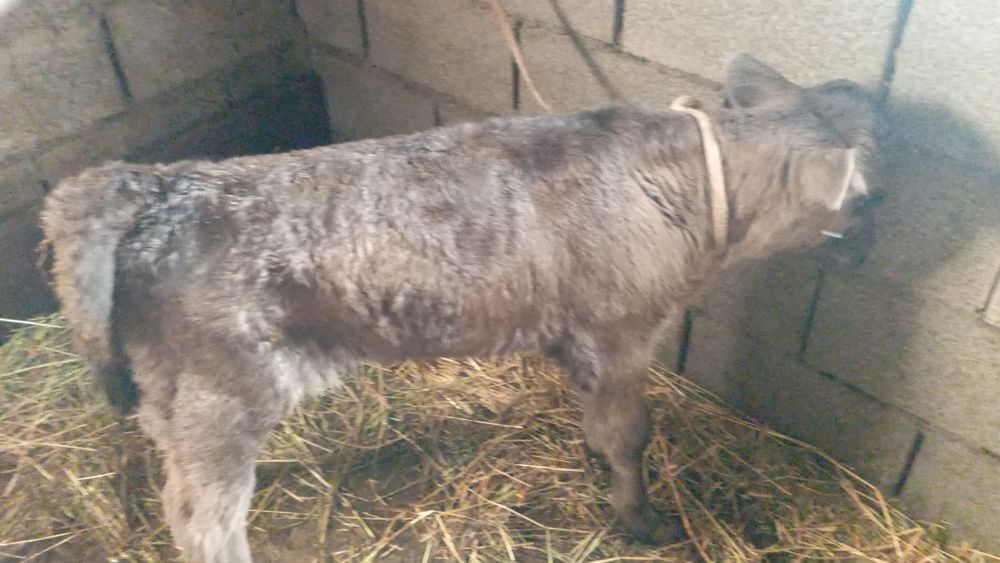 Продам телёнка телочка