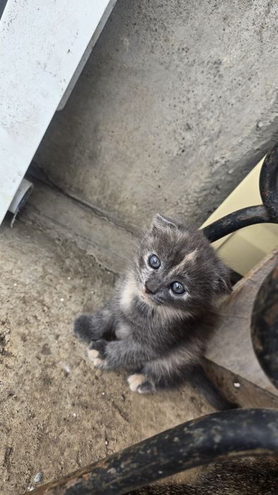 Котята отдам даром