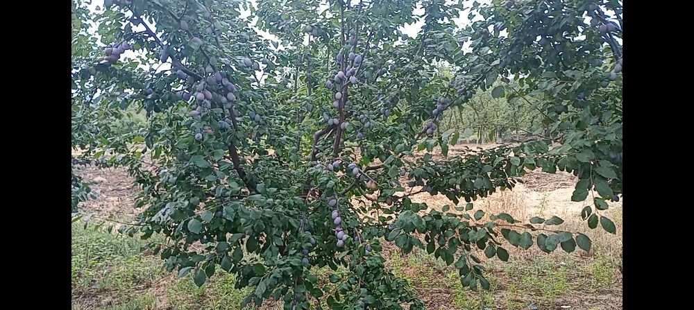 Prune pentru țuică