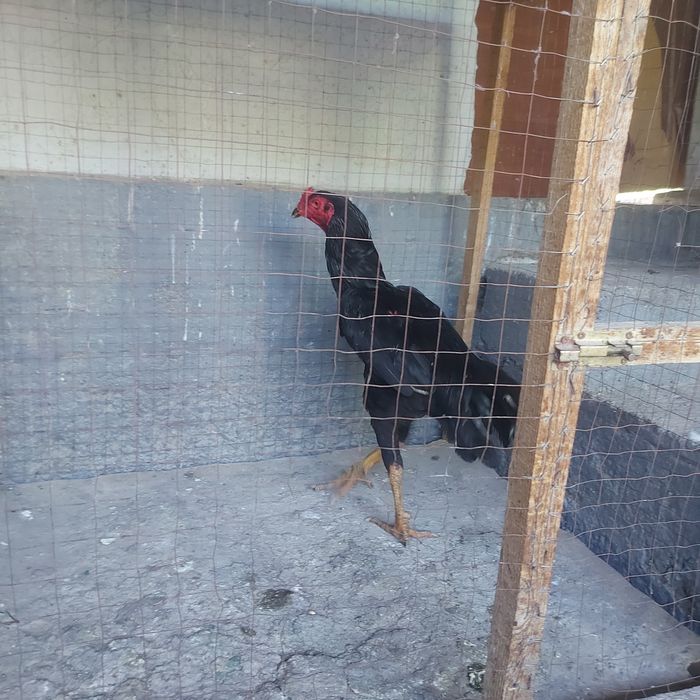 Корейц июнски крупный