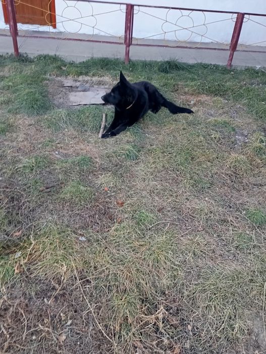 Немецкая овчарка