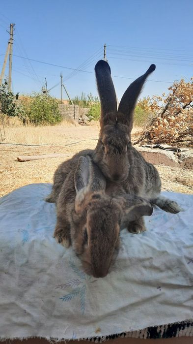 Фландр куёнлар сотилади.