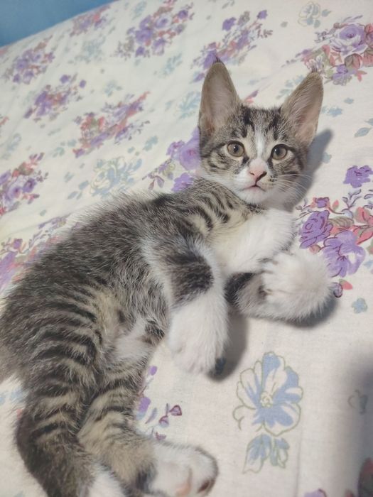 Отдадим котёнка в добрые руки