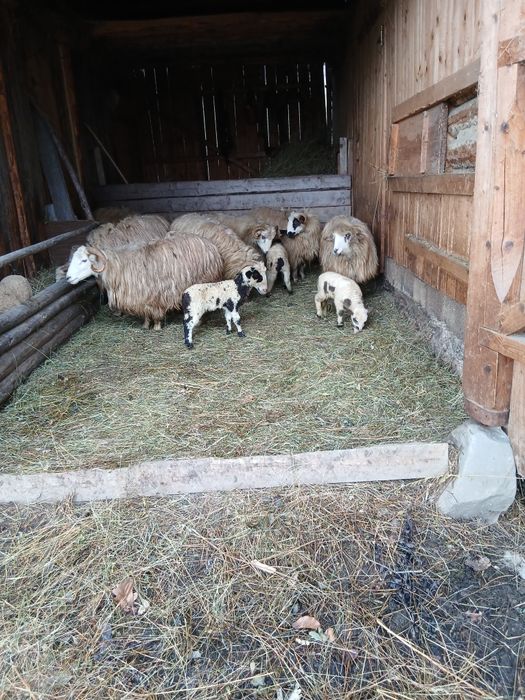 Vând trei oi la prima fătare