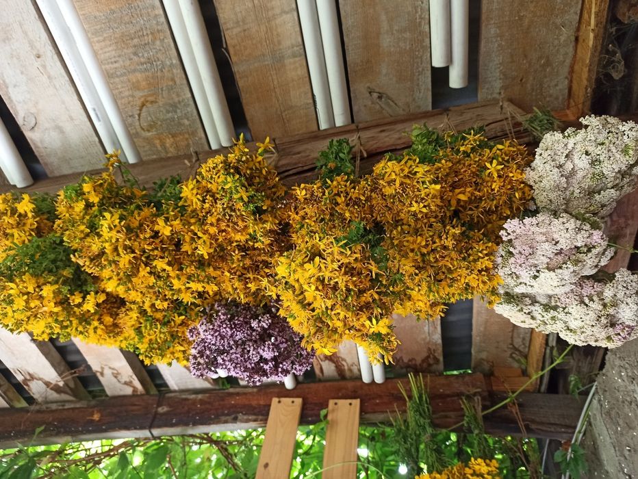 Зверобой сушеный