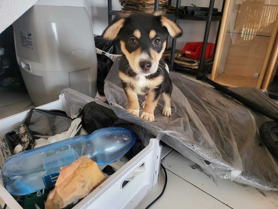 donez catei deosebiti, cauta casa la iubitori de animale