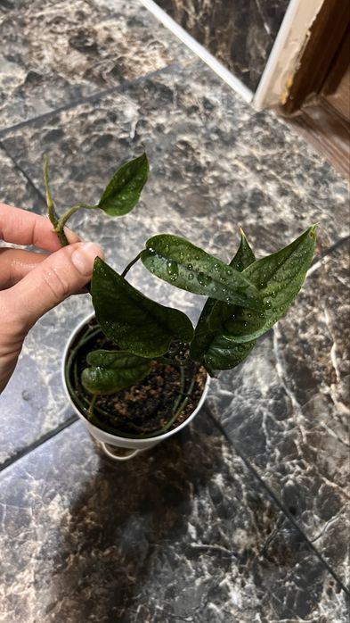 Монстера сильтепекана