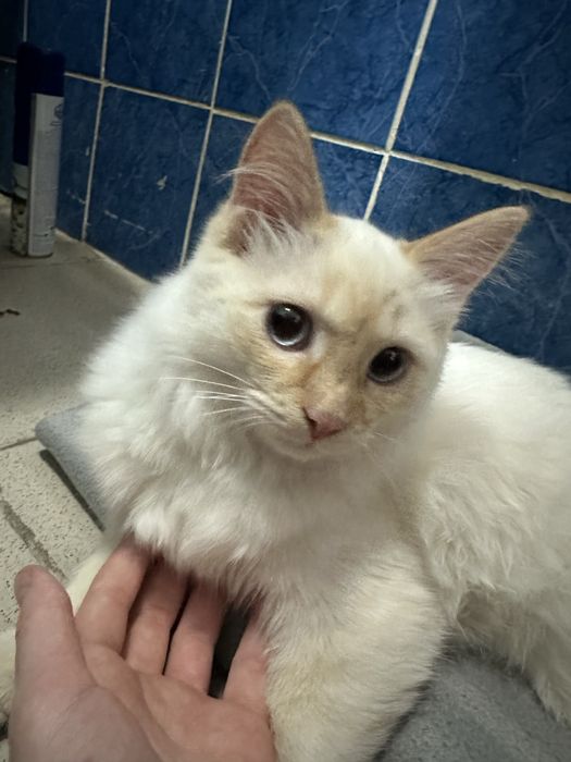 Отдам котенка в добрые руки