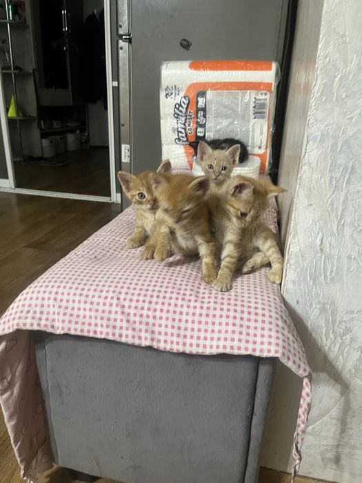 Котята бесплатно в добрые руки