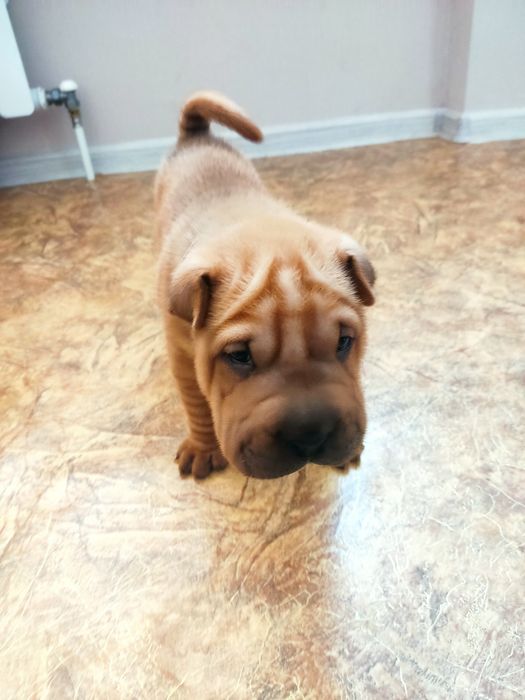 Продам щенков Шарпеев