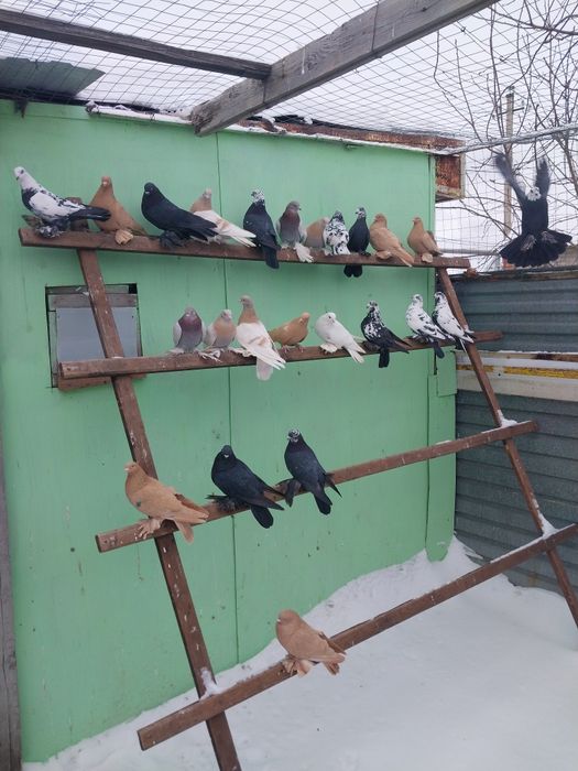 Продам бойных голубей